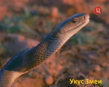Укус змеи / Snake Bite