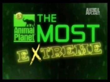 Хит-парад дикой природы (1-39 серии из 39) / Animal Planet. The Most Extreme VO