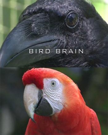 Думают ли птицы? / Bird Brain DUB