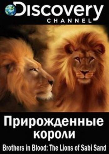 Прирожденные короли / Discovery. Brothers in Blood: The Lions of Sabi Sand VO