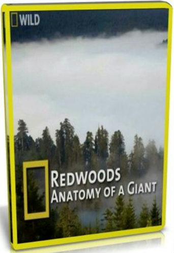 National Geographic. Калифорнийские секвойи: Анатомия гигантов / RedWoods: Anatomy of a Giant VO