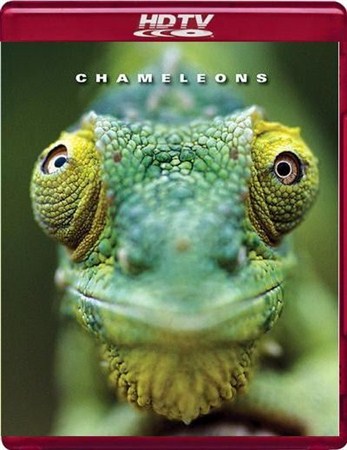 Хамелеоны мира / Chameleons of the world DUB