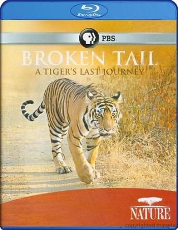 Cломанный хвост: Последнее путешествие тигра / Nature - Broken Tail: A Tiger's Last Journey VO