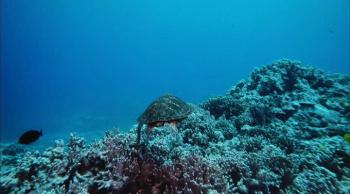 Тайны подводного мира 3D / Deep Sea