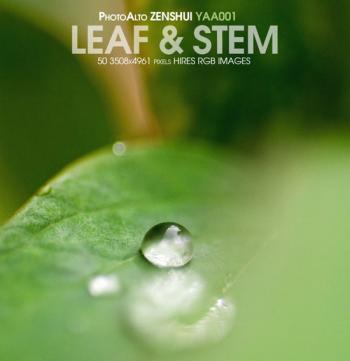 PhotoAlto ZenShui YAA001 Leaf Stem Фотоклипарт - Листья и стебли