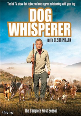 Переводчик с собачьего с Цезарем Миланом. Сезон 1 (эпизоды 1 - 26) / Dog Whisperer with Cesar Millan VO