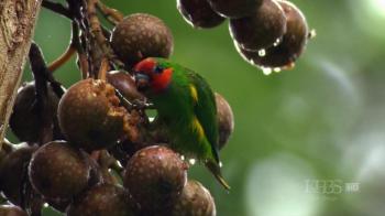 PBS Природа - Попугаи в стране Oз / PBS Nature - Parrots in the Land of Oz