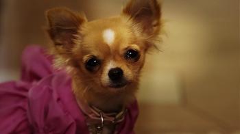 Крошка из Беверли-Хиллз 2 / Beverly Hills Chihuahua 2 DUB