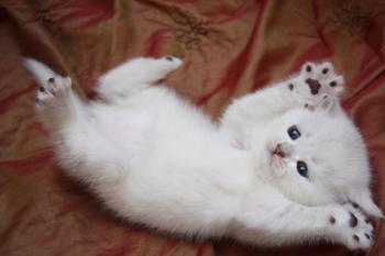 Обои для рабочего стола - Коты / Cats Wallpapers (часть 2)