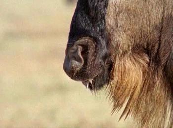 BBC: Дикая Африка / BBC: Wild Africa VO