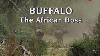 Живая природа. Буйвол - хозяин Африки / Wildlife. Buffalo. The African Boss