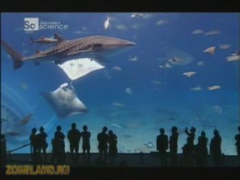 Discovery: Рукотворные чудеса: Азия - Аквариум на Окинаве / Man Made Marvels: Okinawa Churaumi Aquarium