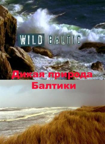 Дикая природа Балтики / Wild Baltic VO