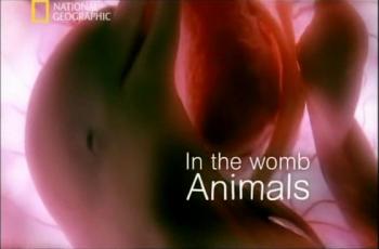 Жизнь до рождения - животные, человек / In the womb animals