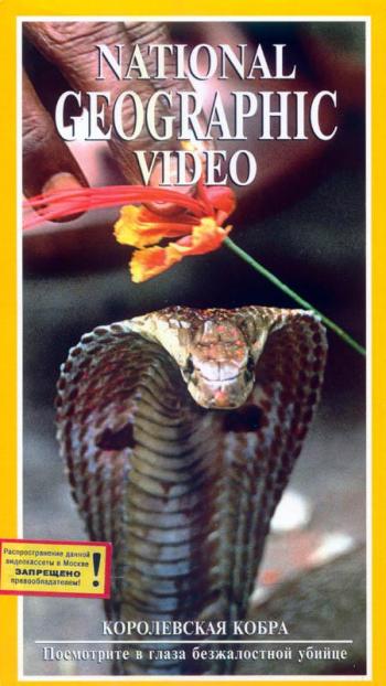 Королевская кобра / King Cobra