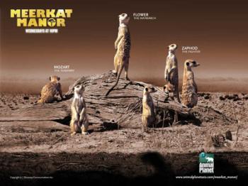 Поместье сурикат (1-3 сезон) / Meerkat Manor