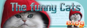 Приколы с кошками и не только / Funny Cats