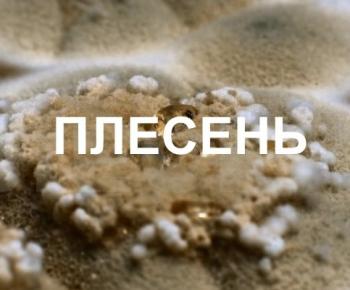Плесень / Плесень
