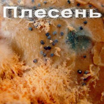 Плесень / Плесень