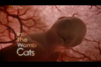Жизнь до рождения. Кошки. / Life before birth. In the womb cats.