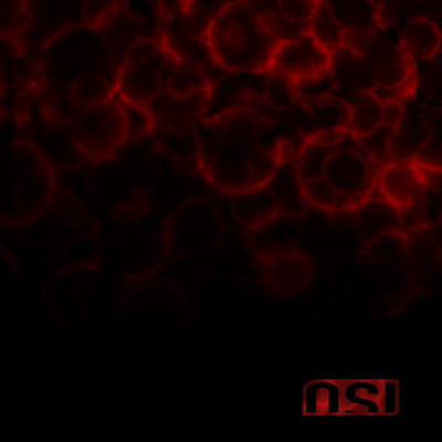 Постер OSI OSI