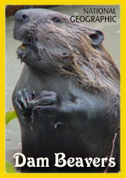 Бобровая плотина / Dam Beavers