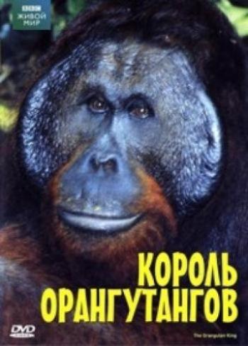 Живой мир. Король орангутангов / The Natural World. The Orangutan king