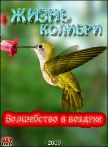 Жизнь колибри. Волшебство в воздухе / Hummingbirds. Magic in the Air