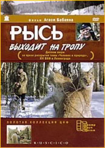Рысь выходит на тропу