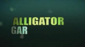 Рыбы-чудовища. Аллигаторова щука / Monster fish. Alligator gar