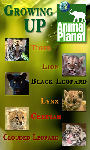 Animal Planet: Как стать.... (6 серий из ?) / Growing Up...