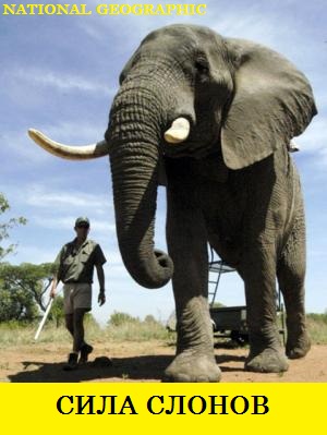 National Geographic: Сила слонов / Elephant power VO