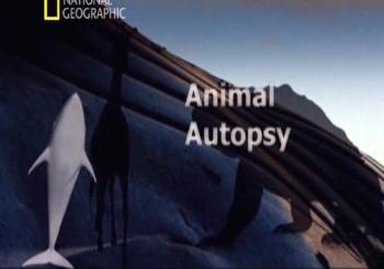 Анатомия крупнейших животных / Animal Autopsy