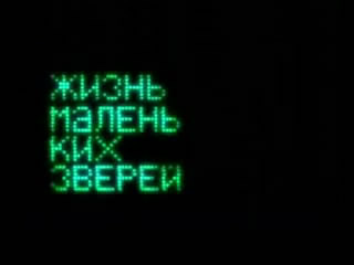 Жизнь маленьких зверей