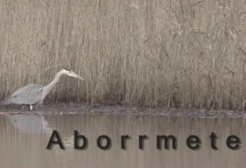 Окунь / Aborrmete