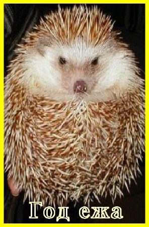 Год ежа / The Year of the Hedgehog