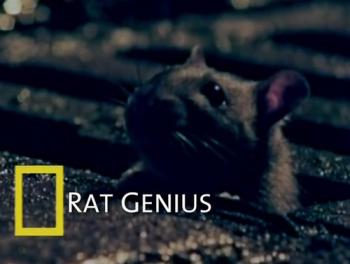 Умные Крысы / Rat Genius