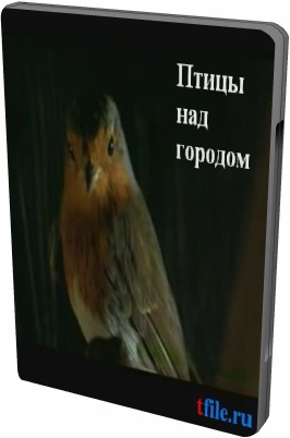 Птицы над городом / Les oiseaux sur la ville