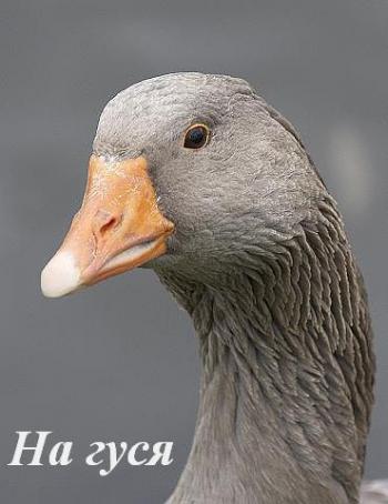 На гуся