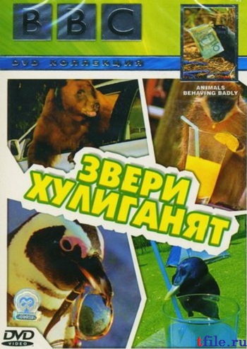 Звери хулиганят / BBC: Animals Behaving Badly