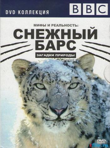 Снежный барс. Мифы и реальность