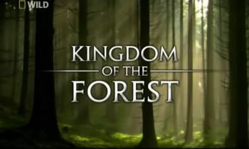 Лесное царство / Kingdom Of The Forest