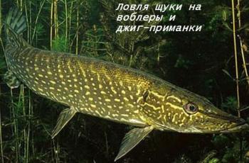 Ловля щуки на воблеры и джиг-приманки