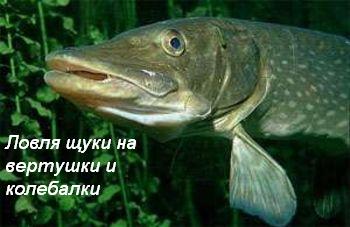 Ловля щуки на вертушки и колебалки