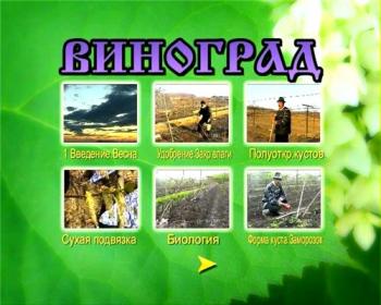 Возделывание винограда
