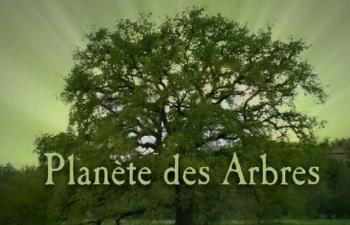 Планета деревьев. Ель / Planeta des Arbres. Le sapin VO