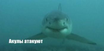 Акулы атакуют / Sharks attack MVO