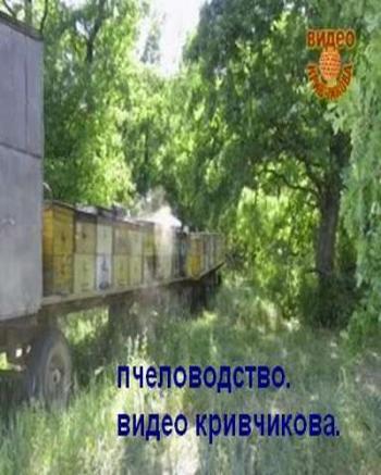 Пчеловодство. Видео Кривчикова.