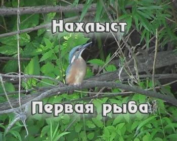 Нахлыст. Первая рыба. Головля на мушку