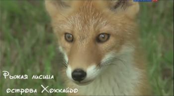 Рыжая лисица острова Хоккайдо / Wilderness in Japan: Hokkaido Red Fox VO